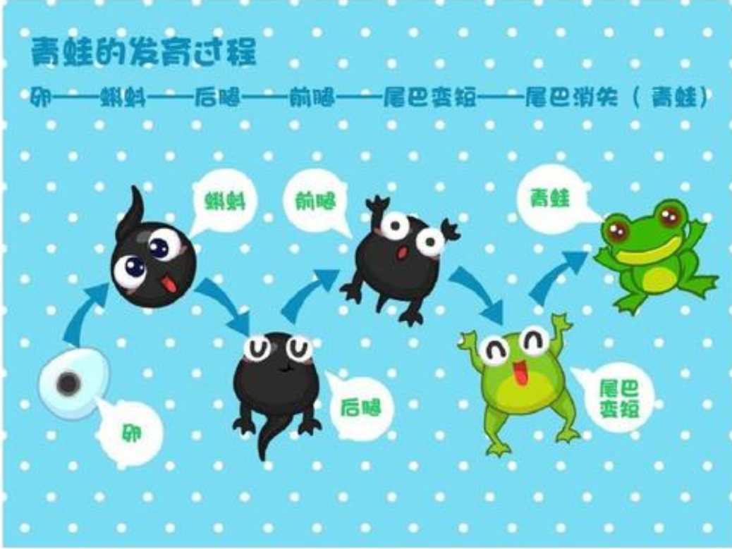 小蝌蚪视频app下载安装看丝瓜频安_视频官网下载丝瓜_app看b站视频看到一半就卡