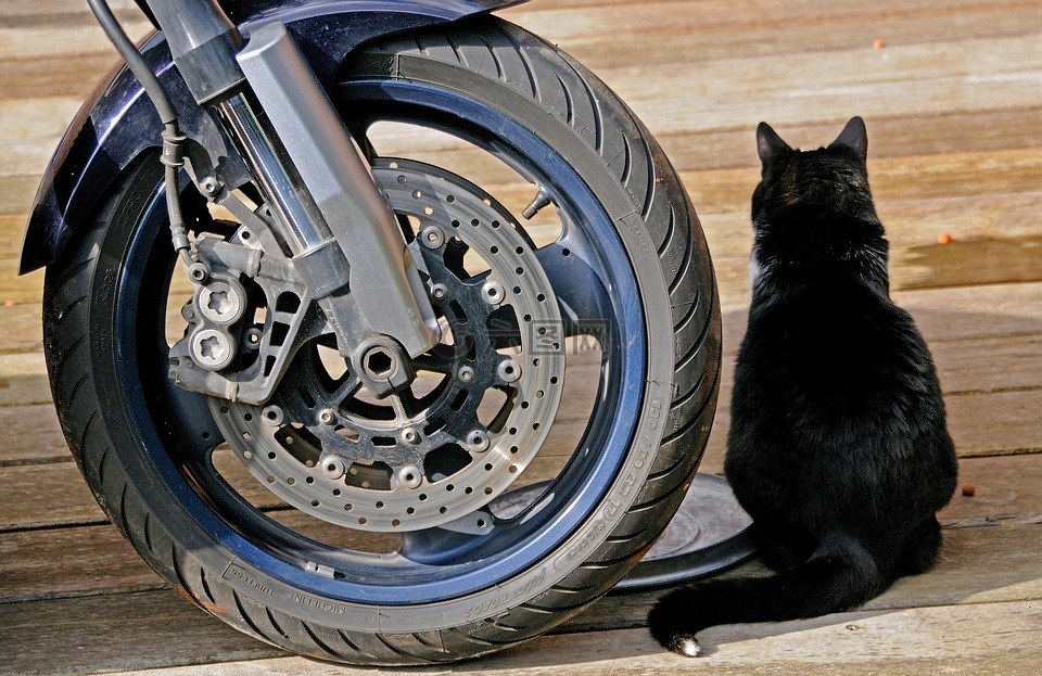 老鼠摩托车动画片_老鼠开摩托车的动画片_猫和老鼠摩托大赛