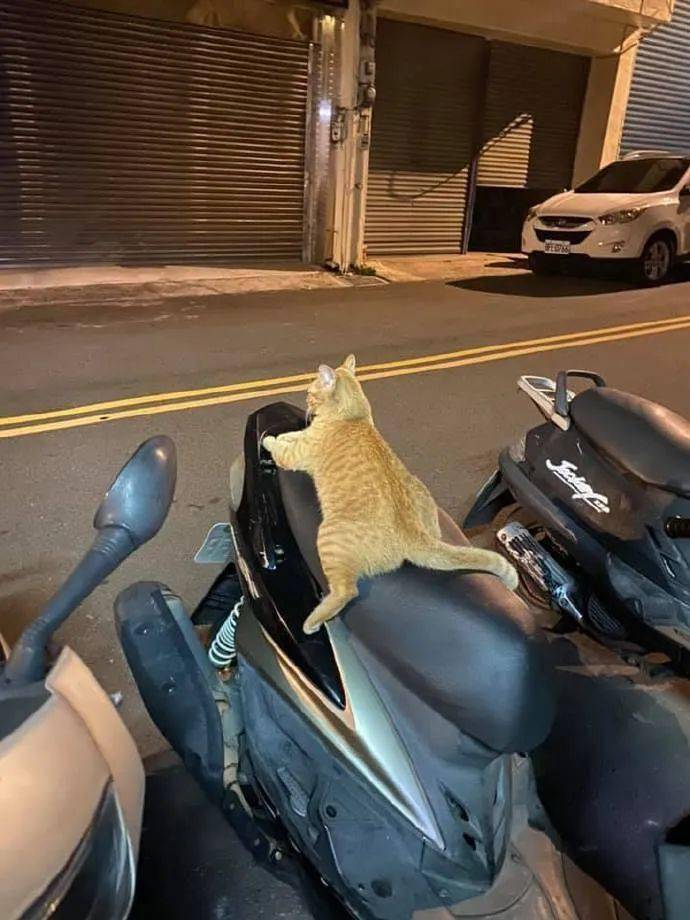 老鼠摩托车动画片_老鼠开摩托车的动画片_猫和老鼠摩托大赛