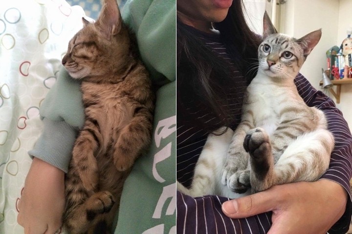 猫驯服人类_猫驯服历史_我的世界怎么驯服猫