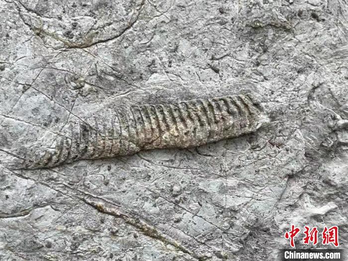 遗迹化石_遗迹化石有什么_遗迹化石是分析古环境的重要