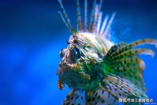 巴劳鱵_巴劳鱵_巴劳鱵
