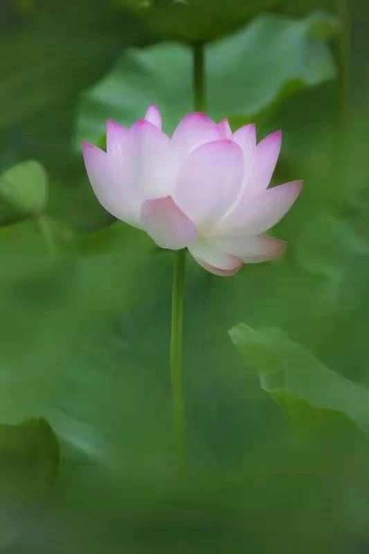莲宝叶则简介_莲之空_蓬莲乳空手指图片