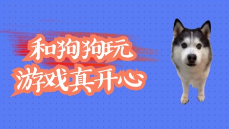 适合狗狗玩的手机游戏-专为狗狗设计的超级好玩的手游推荐，让你的狗狗嗨翻天