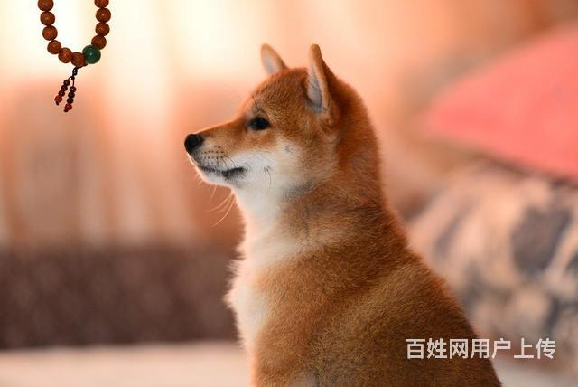 狗狗适合玩手机游戏嘛_适合狗狗玩的手机游戏_狗狗适合玩手机游戏有哪些